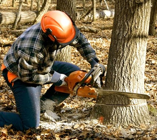 Tree Removal in Normangee, TX